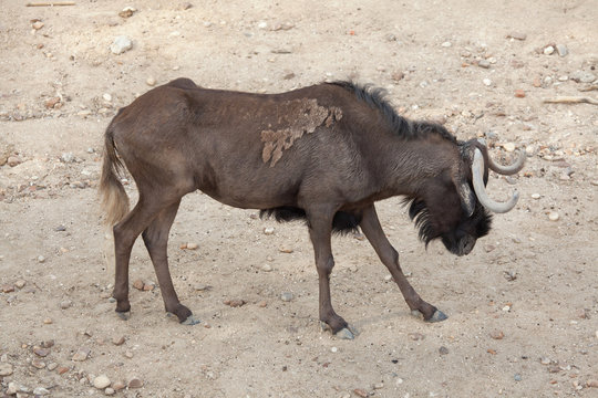 Black wildebeest (Connochaetes gnou)