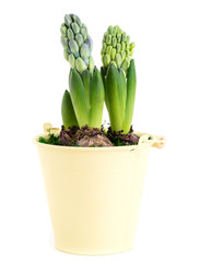 close-up of sprout purple hyacinth in a pot isolated on white background