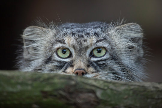 Pallas's cat (Otocolobus manul)