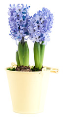 closeup flower purple hyacinth in a pot isolated on white background