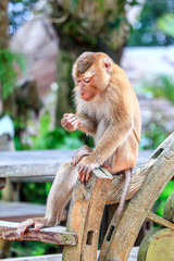Monkey in the city.
