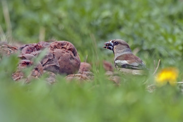 Hawfinch (Coccothraustes coccothraustes) eating rotten apples