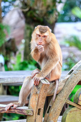 Monkey in the city.