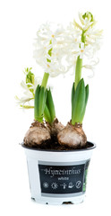close-up of sprout white hyacinth in a pot isolated on white background