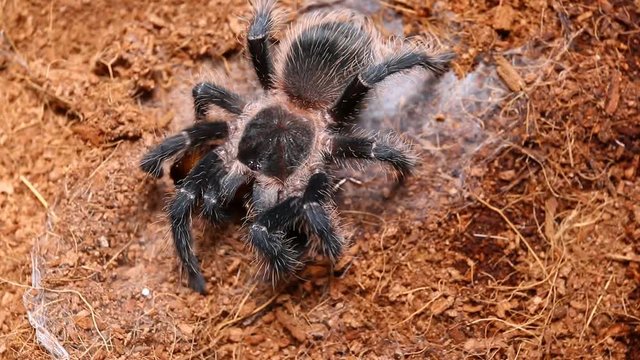 Dangerous tarantula spider in a special terrarium. Macro shot.