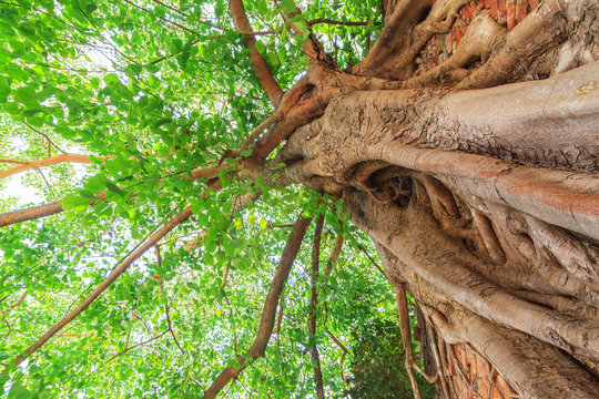 Big bodhi tree with green leaves close up
