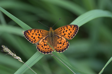 Obraz premium Perlmuttfalter auf Grashalm