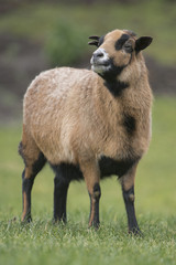 Fototapeta premium Hausschaaf