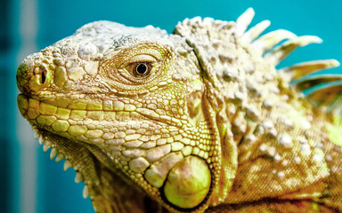 Fototapeta premium A green iguana