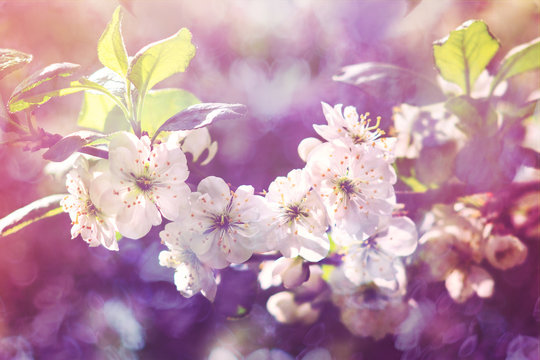 Blossoming  plum, flowering  plum. Close up. Spring solar background, photo wallpaper. Soft focus, toning