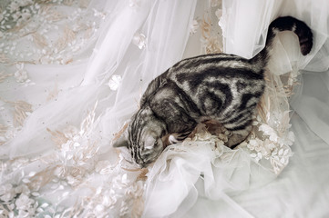 funny cat sitting under beautiful brides dress, wedding morning