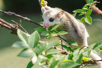 little platinum mosaic  sugar-glider in the branch