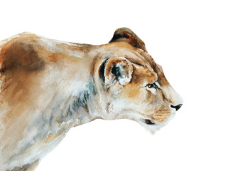 lioness watercolor painting