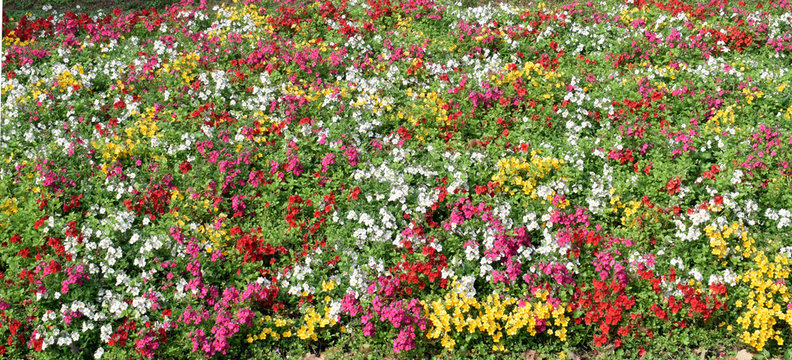 Flores en los jardines del parque
