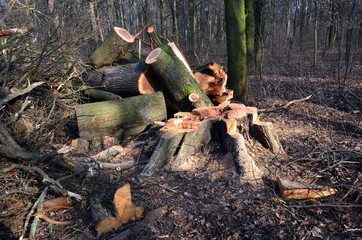 waldarbeiten