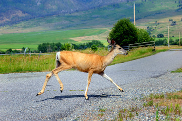 Obraz premium Crossing the Highway