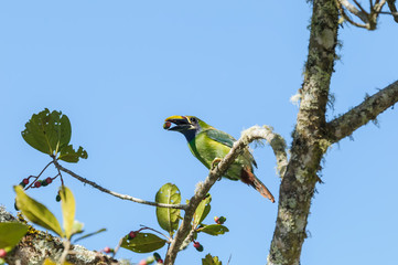 Emerald Toucanet Eating