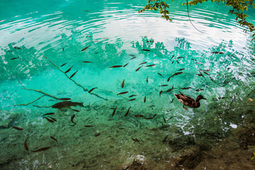 Fototapeta na wymiar Fish and wild duck swims in the lake in the woods in the crystal clear turquoise water. Plitvice, National Park, Croatia