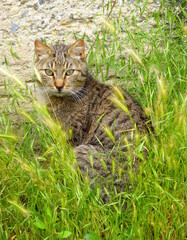 Naklejka na ściany i meble Photo of a tabby cat sitting in the grass
