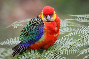 Close up of a colorful Western rosella perching on leaves, Gloucester National Park, Western Australia