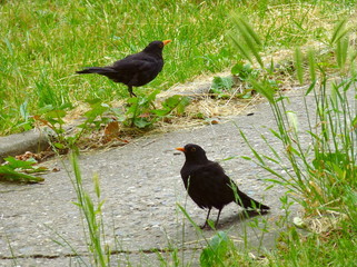 Photo of two blackbirds standing next to the sidewalk