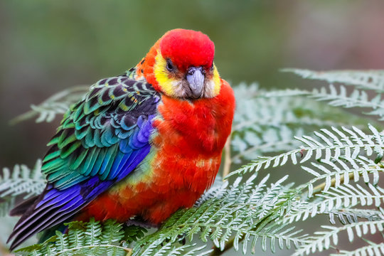 Close up of a colorful Western rosella perching on leaves, Gloucester National Park, Western Australia