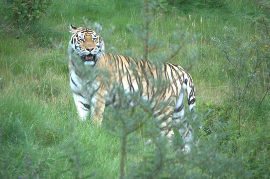 Sibirischer Tiger