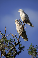 Couple of Little Corellas sitting on a branch against a blue sky, Dunsborough, Western Australia