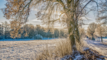 Frosty Morning - Frostiger Morgen