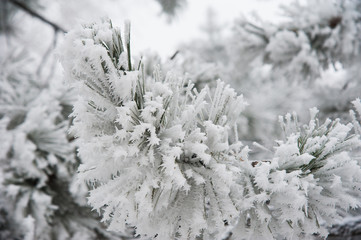 Snow-covered trees in a city park