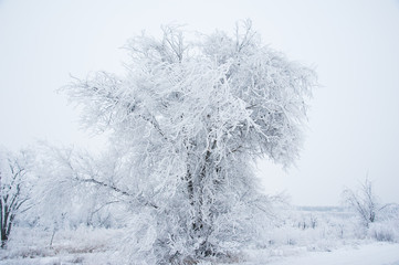 Winter trees in the snow