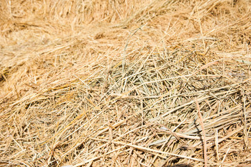 Storage with piles of stacks of hay