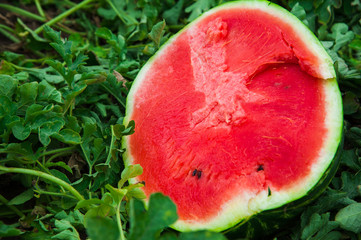Watermelon on the field