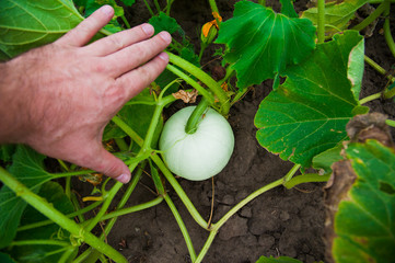 Pumpkin field