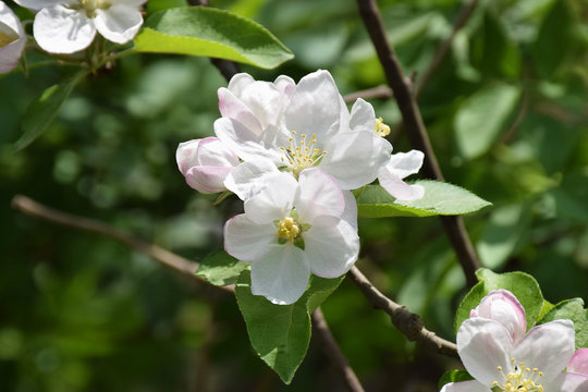 Apple blossom close-up. Spring. A new beginning.