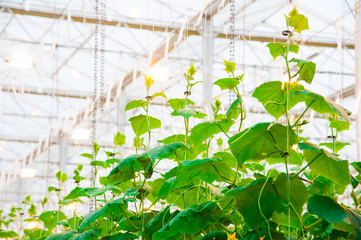 Cucumbers ripening in greenhouse