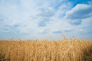 Fototapeta na wymiar Gold wheat field
