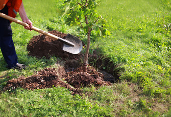 Man plants a tree, hands with shovel digs the ground, nature, environment and ecology concept © guas