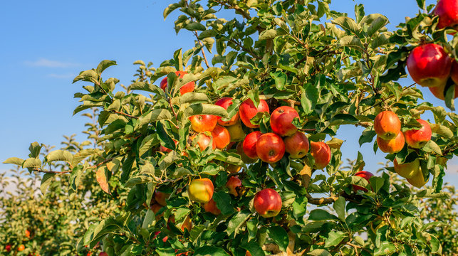 Reife &Auml;pfel am Baum