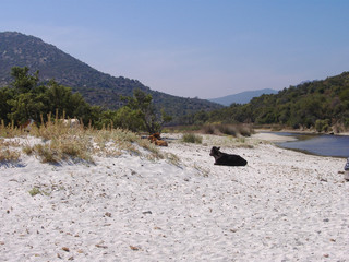 Fototapeta na wymiar Wild cows in the Désert des Agriates, in Upper Corsica, France