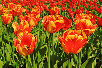 Tulips. View of red with yellow tulips flowers under sunlight. Summer or spring field background