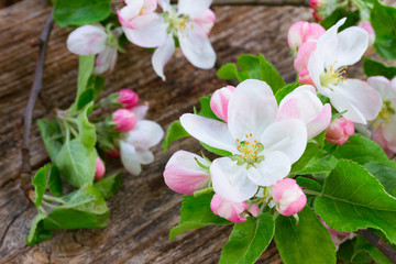 Naklejka na ściany i meble Apple tree white and pink blossom with green leaves frame on wooden background