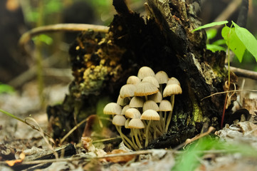 Little mushrooms under rotten tree stump in forest