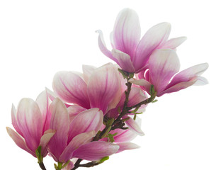Magnolia pink flowers blossom isolated on white background