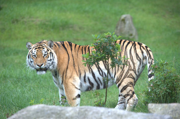Fototapeta na wymiar sibirischer tiger