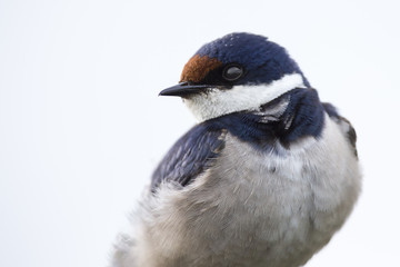 Close-up of a white-throated swallow sit on wood perch (Hirundo albigularis)