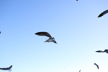 miami beach seagulls