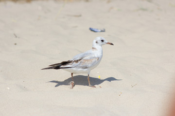 young gull on sand