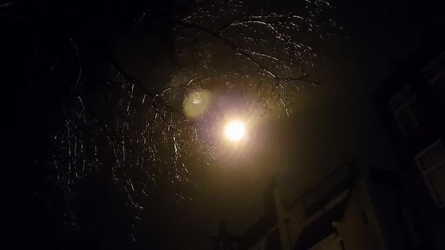 Rain falling at night through branches by street light.