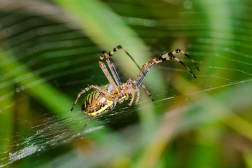  Wasp spider sits at the center of its web